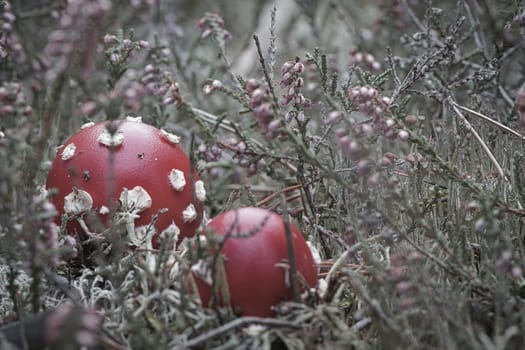 Toadstool in a heather field in the forest. Poisonous mushroom. Red cap with white spots. Close up from nature in forest