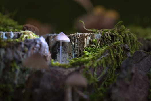 a filigree small mushroom in a tree root, with light spot in the forest. Forest floor with moss and pine needles. Macro shot from nature