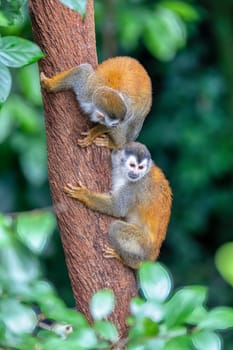Cute playful couple of Central American squirrel monkey (Saimiri oerstedii), Quepos, Costa Rica wildlife