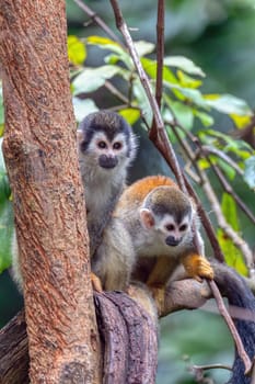 Cute playful couple of Central American squirrel monkey (Saimiri oerstedii), Quepos, Costa Rica wildlife