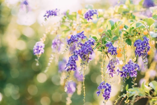 Purple Flowers Of Duranta Erect. Branches Of Bush On Green Blurred Background.