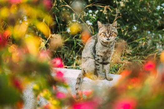Portrait Of Afraid Dirty Homeless Gray Cat Sitting Outdoor In Flower Bed.