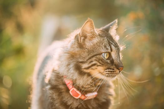 Gorgeous Gray Cat Outdoor Portrait In Sunny Day. Close Up.