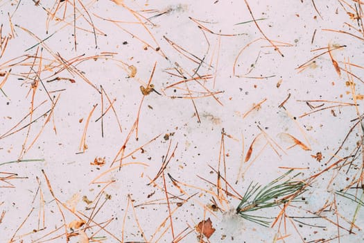 Dry Fir-tree And Pine Needles Lie On Melting Spring March Snow. Top Flat View. Abstract Natural Details Composition. Natural Background.