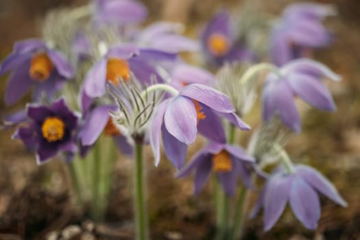 Belarus. Beautiful Wild Spring Flowers Pulsatilla Patens. Flowering Blooming Plant In Family Ranunculaceae, Native To Europe, Russia, Mongolia, China, Canada And United States.