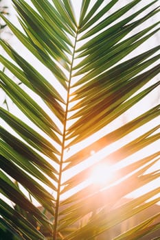 Close Up Of Palm Tree Branch. Sunlight Sun Rays Shine Through Green Leaf Leaves Growing In Palm Branch During Sunrise Or Sunset.