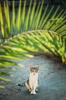 Funny Young Cat Sitting Under Palm Branches In Summer Garden.