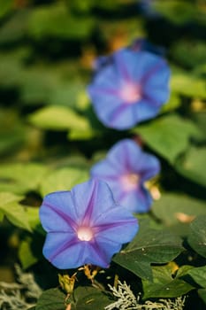 Blooming Pink Flowers Of Ipomoea Purpurea In Summer Garden.