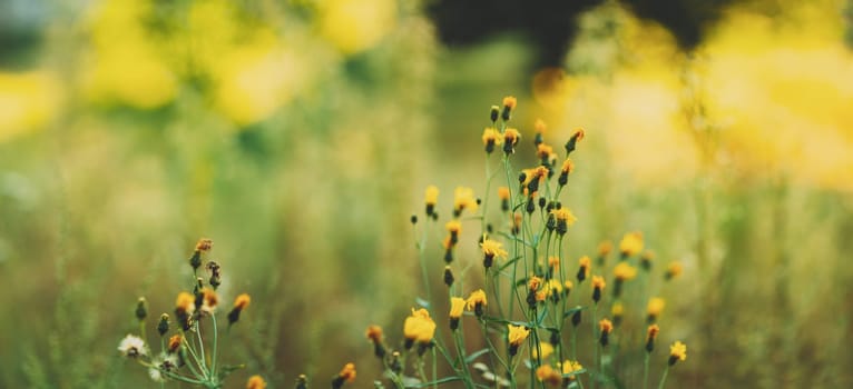 Close Up Grass And Yellow Flowers At Late Summer. Panorama