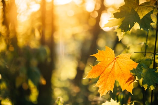 Autumn yellow maple leaf among green foliage. Early Autumn.