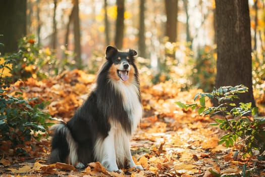 Tricolor Rough Collie, Funny Scottish Collie, Long-haired Collie, English Collie, Lassie Dog Sitting Outdoors In Autumn Day. Portrait.