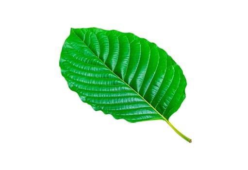 Tropical green leaf isolated on white background, Leaf from natural tropical forest, Kratom leaves, Clipping Paths