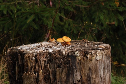 Closeup shot of orange-brown mushrooms on a tree stump in the Berchtesgadener Land in Bayer, Germany