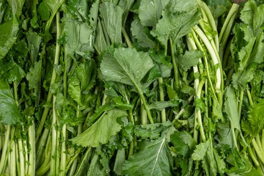 Celery veggie ingredient plant for cooking