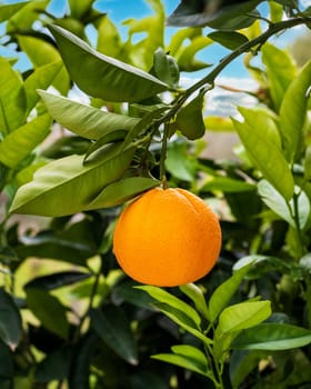 Ripe orange hanging between the leaves on the tree branch, in an organic cultivation field. Traditional agriculture.