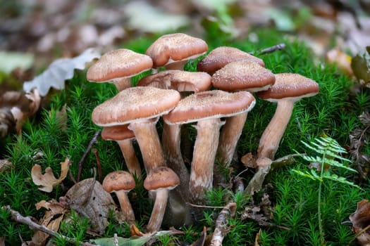 A group of younger Honey fungus mushrooms in green Moss with blurred background