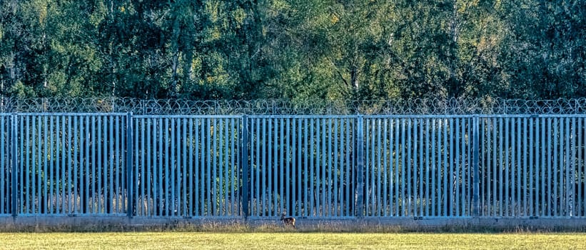 Poland Belarus border wall with red deer in background - Bialowieza Forest, Poland