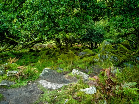Wistman's Wood National Nature Reserve - mystic high-altitude oakwood on valley of the West Dart River, Dartmoor, Devon, United Kingdom
