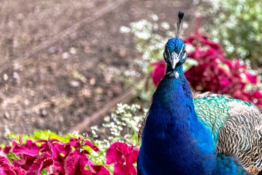 Indian peacock in Polish park - Warsaw, Poland