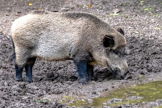 Wild boar (Sus scrofa), also known as wild swine, common wild or Eurasian wild pig in Bialowieza Forest, Poland