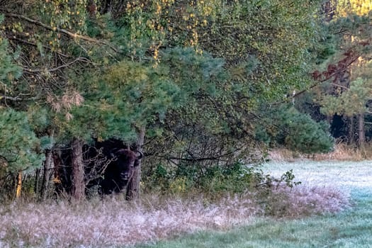 European wood bison (Bison bonasus), also known as the wisent, zubr or European buffalo in Bialowieza Forest, Poland