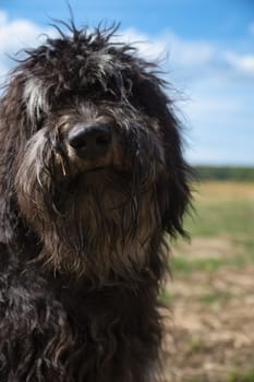 Portrait of a Goldendoodle dog. Fluffy, curly, long, black light brown coat. A snout for smooching. Intimate family dog. Animal photo of a dog