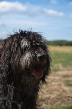 Portrait of a Goldendoodle dog. Fluffy, curly, long, black light brown fur. Intimate family dog. Interested look in nature. Animal photo of a dog