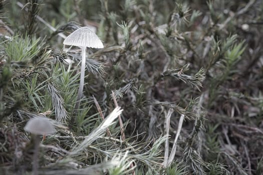a filigree small mushroom on moss with light spot in forest. Forest floor. Macro shot from nature