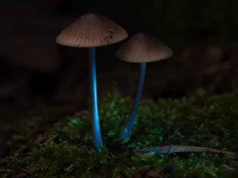 two filigree small mushrooms on moss with light spot in forest. Forest floor. Macro shot from nature