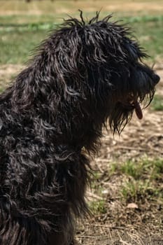 Portrait of a Goldendoodle dog. Fluffy, curly, long, black light brown fur. Intimate family dog. Interested look in nature. Animal photo of a dog