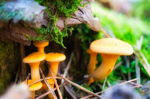 Yellow filigree mushrooms in moss on forest floor. Macro view from the habitat. Nature photo