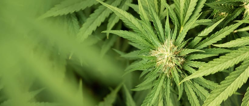 Blooming ripe Marijuana with Buds and green Leaves. Organic Cannabis Sativa Female Plants with CBD. Legal marihuana plantation provides high quality medicinal cannabis for healthcare and medicine uses