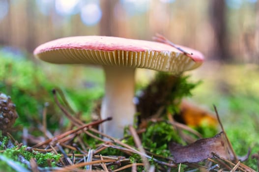 Toadstool, blurry and dreamy, in the grass in the forest. Poisonous mushroom. Red hat with white spots. Close up from nature in forest