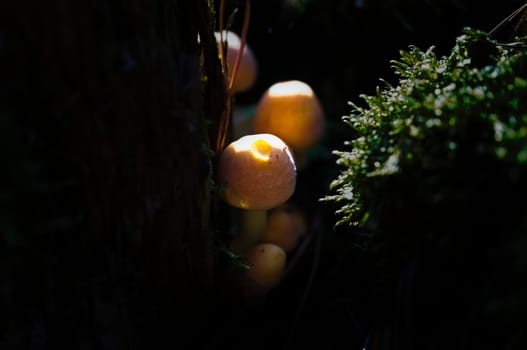 Orange mushrooms between a tree root understands. Immersed in habitat of the forest. Macro shot from nature