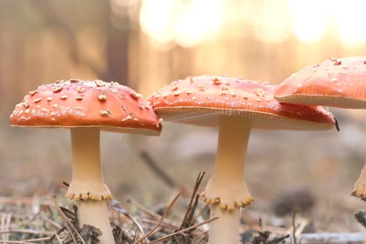 Toadstool, blurry and dreamy, in the grass in the forest. Poisonous mushroom. Red hat with white spots. Close up from nature in forest