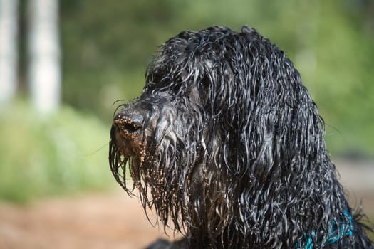 Portrait of a Goldendoodle dog. The dog is lying on the beach with wet curly long black light brown fur. Intimate family dog. Animal photo of a dog