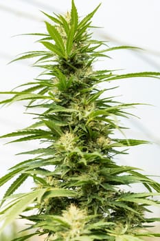 Blooming ripe Marijuana with Buds and green Leaves. Organic Cannabis Sativa Female Plants with CBD. Legal marihuana plantation provides high quality medicinal cannabis for healthcare and medicine uses