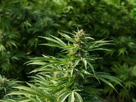 Blooming ripe Marijuana with Buds and green Leaves. Organic Cannabis Sativa Female Plants with CBD. Legal marihuana plantation provides high quality medicinal cannabis for healthcare and medicine uses