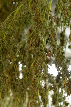Dry Marijuana buds. Organic Cannabis Sativa Female Plants with CBD. Legal plantation with high quality medicinal cannabis for healthcare and medicine uses