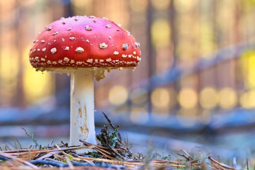 Toadstool at the bottom of a coniferous forest in the woods. Poisonous mushroom. Red cap with white spots. Close up from nature in forest