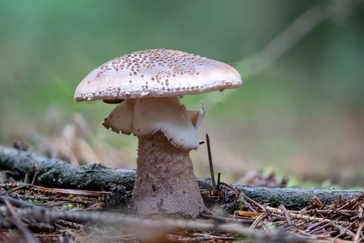 Detail shot of an older edible blusher mushroom, Amanita Rubescens, on the forest floor against a blurred background