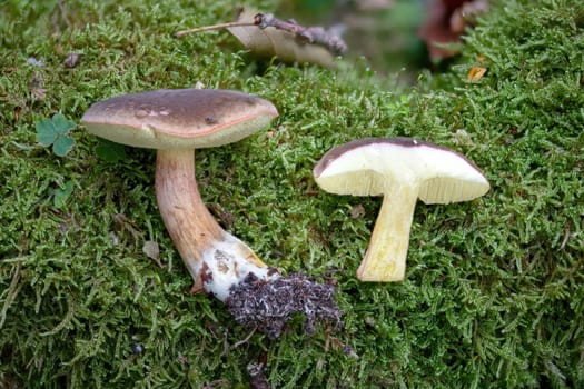 Autumn Red-footed Bolete, Xerocomellus pruinatus, whole and sectioned on green moss