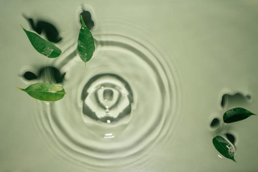 Small leaves of Ficus Benjamin lie on rippled transparent fresh green exhilarant water gel with flecks, waves, shadow. Concentric expanding circles on surface from fallen drop. health care. copy space