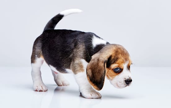 Beagle puppy standing on the white background