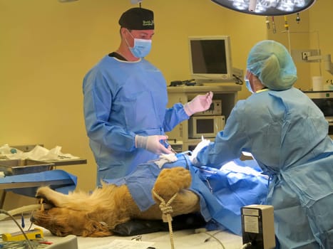 TAMPA, FLORIDA - MAY 3: the vets at Busch Gardens Tampa suturing the stomach of a lioness on May 3, 2015 in Tampa, Florida.