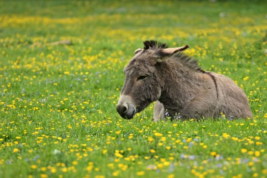 Resting donkey on spring meadow