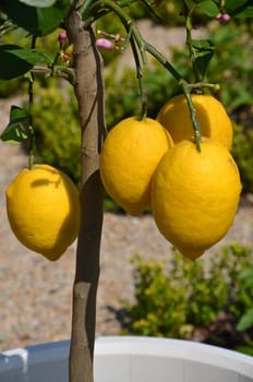 Lemons