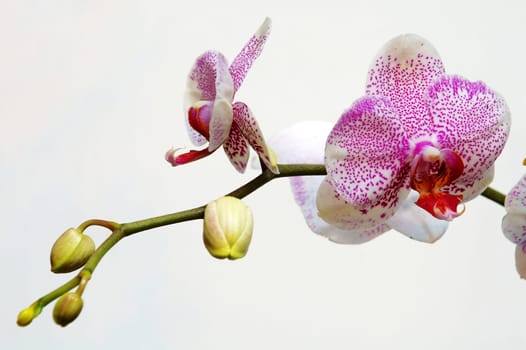 The pink spot orchid over white background
