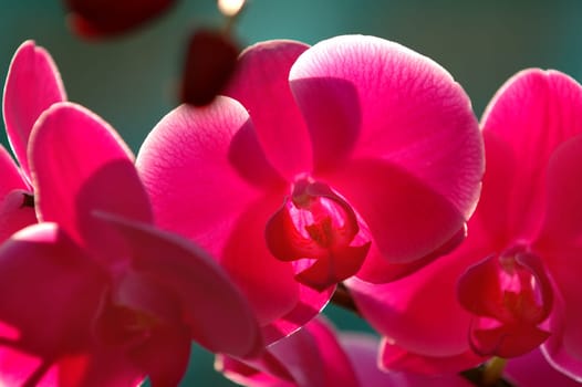 A close up shot of pink orchid