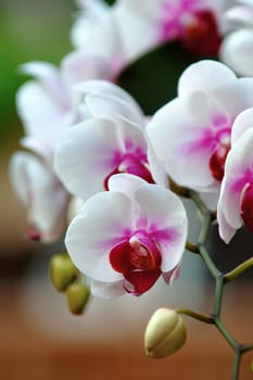 A close up shot of white orchid